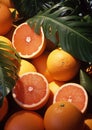 Fruit food ripe vitamin juicy diet organic sliced group orange fresh citrus