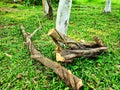 Sliced tree over the green grass in park save the tree and save life