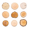 A slices of different wood types representing profile of cut tree. Royalty Free Stock Photo