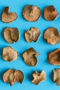 slices of dried apple on blue background. Shallow depth of field. Homemade sun-dried organic apple slices. vertical photo