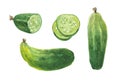 Watercolor set of salad cucumbers. Slices, half a cucumber and two ripe.