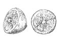 Slices of lemon vintage sketched fruit illustration Royalty Free Stock Photo