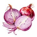slices red onion realistic watercolor drawing. spices and cooking, seasonings.