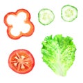 Slices of tomato, paprika, cucumber and leaf of lettuce for sandwich. Watercolor illustration Royalty Free Stock Photo