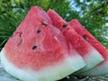 Slices of watermelon