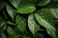 Slick and damp texture of wet leaves, top view background