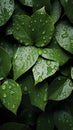 Slick and damp texture of wet leaves, top view background