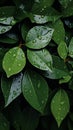 Slick and damp texture of wet leaves, top view background