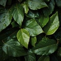 Slick and damp texture of wet leaves, top view background