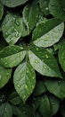 Slick and damp texture of wet leaves, top view background