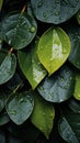 Slick and damp texture of wet leaves, top view background