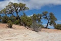 Slickrock and Junipers on the Ribbon Trail