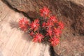 Slickrock paintbrush flowers