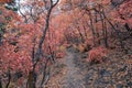 Slide Canyon hiking trail fall leaves mountain landscape view, around Y Trail, Provo Peak, Slate Canyon, Rock Canyon, Wasatch Rock Royalty Free Stock Photo