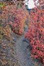 Slide Canyon hiking trail fall leaves mountain landscape view, around Y Trail, Provo Peak, Slate Canyon, Rock Canyon, Wasatch Rock Royalty Free Stock Photo