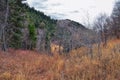 Slide Canyon hiking trail fall leaves mountain landscape view, around Y Trail, Provo Peak, Slate Canyon, Rock Canyon, Wasatch Rock Royalty Free Stock Photo