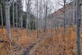 Slide Canyon hiking trail fall leaves mountain landscape view, around Y Trail, Provo Peak, Slate Canyon, Rock Canyon, Wasatch Rock Royalty Free Stock Photo