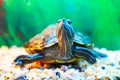 Slider turtle Royalty Free Stock Photo
