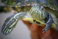 Slider turtle. Royalty Free Stock Photo