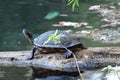 Slider Turtle log Silver River Silver Springs Florida Royalty Free Stock Photo