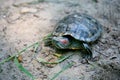 Slider turtle Royalty Free Stock Photo