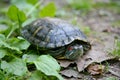 Slider turtle Royalty Free Stock Photo