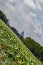 Sliding city view of Omaha Nebraska downtown skyline from Carter Lake Iowa with lotus field on the lake. Royalty Free Stock Photo