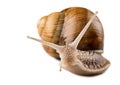 Garden snail Royalty Free Stock Photo