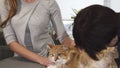 Gorgeous woman petting her cat while at the vet clinic Royalty Free Stock Photo