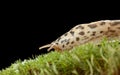 Sliding slug Royalty Free Stock Photo