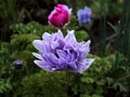 With the slight veil of blurring from the picture, the purple flowers of a peony plant, Paeonia,