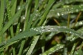 Slightly bended grass halm with shiney waterdrops