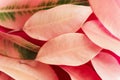 Slightly blurred autumnal background. Heap of light peachy pink tree leaves with green veins. Beautiful foliage backdrop