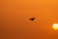 Slightly blurred silhouette of diving bird into the ocean against background of orange sunset with fog and haze. Concept