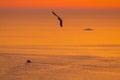 A slightly blurred silhouette of a diving bird into the ocean against the background of an orange sunset with fog, haze Royalty Free Stock Photo