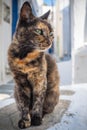 A slightly calico street cat on a greek island Royalty Free Stock Photo