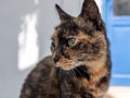 A slightly calico street cat on a greek island Royalty Free Stock Photo