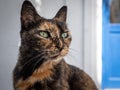 A slightly calico street cat on a greek island Royalty Free Stock Photo