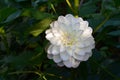 Slightly fragrant white Dahlia flower. Garden with blooming plant in summer day Royalty Free Stock Photo