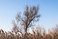 A slightly leaning, leafless tree against a pale winter sky.