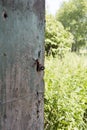 Slightly open door of the shed into abandoned yard Royalty Free Stock Photo