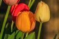 Multicolored flowers of tulips in sunshine Royalty Free Stock Photo