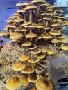 Slightly over chestnut mushroom indoor grow kit Royalty Free Stock Photo