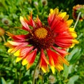 Slightly overblown Gaillardia Pulchella Royalty Free Stock Photo