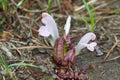 Common Lousewort