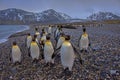 king penguins gather on the beach at St Andrew\'s Bay, South Georgia