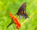 Pipevine Swallowtail on Orange Zinnia
