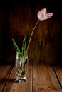 A slightly withered pale pink tulip standing in a glass cup on a wooden surface