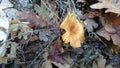 Slightly yellowish mushroom on a background of deciduous leaves