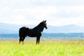 Slim black horse on green pasture Royalty Free Stock Photo